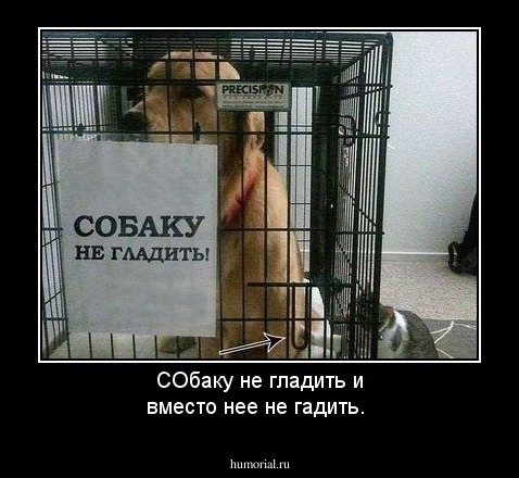 СОбаку не гладить и вместо нее не гадить.