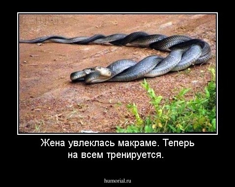 Жена увлеклась макраме. Теперь на всем тренируется.