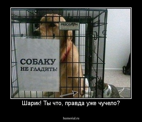 Шарик! Ты что, правда уже чучело?