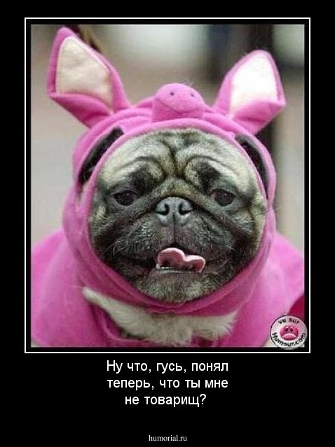 Ну что, гусь, понял теперь, что ты мне не товарищ?