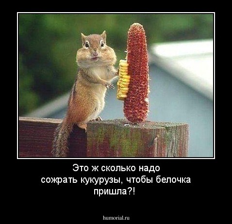 Это ж сколько надо сожрать кукурузы, чтобы белочка пришла?!