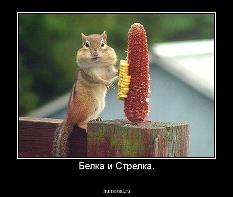 Белка и Стрелка.