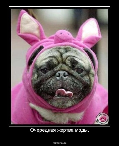 Очередная жертва моды.