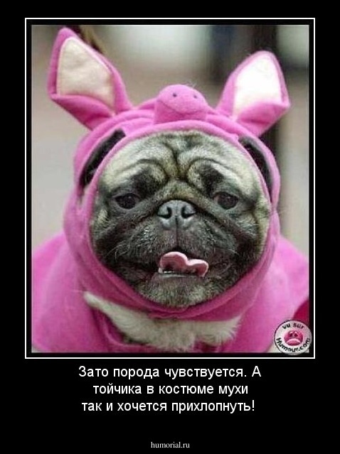 Зато порода чувствуется. А тойчика в костюме мухи так и хочется прихлопнуть!