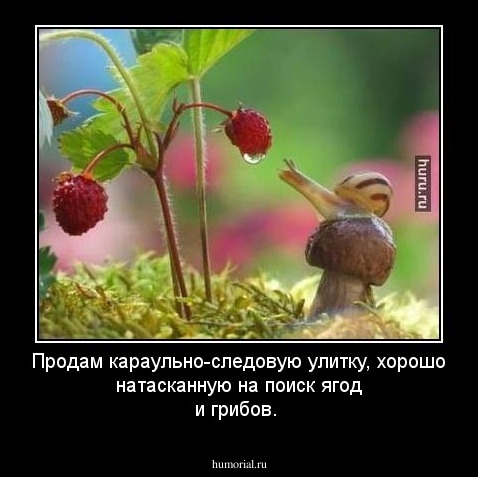 Продам караульно-следовую улитку, хорошо натасканную на поиск ягод и грибов. 