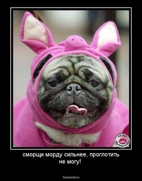 сморщи морду сильнее, проглотить не могу!