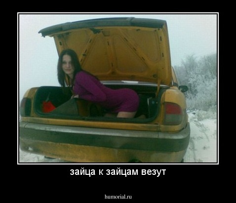 зайца к зайцам везут
