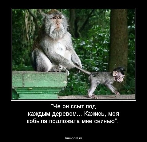 "Че он ссыт под каждым деревом... Кажись, моя кобыла подложила мне свинью".