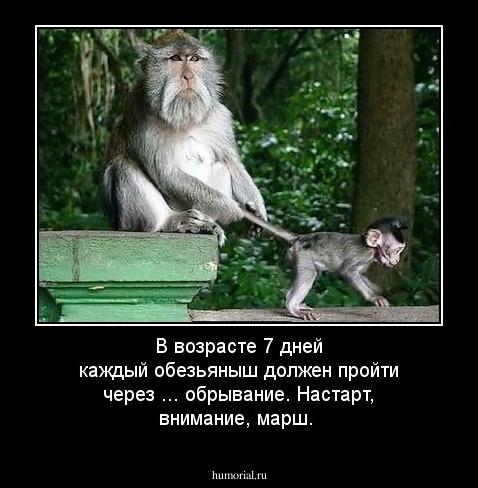 В возрасте 7 дней каждый обезьяныш должен пройти через ... обрывание. Настарт, внимание, марш. 