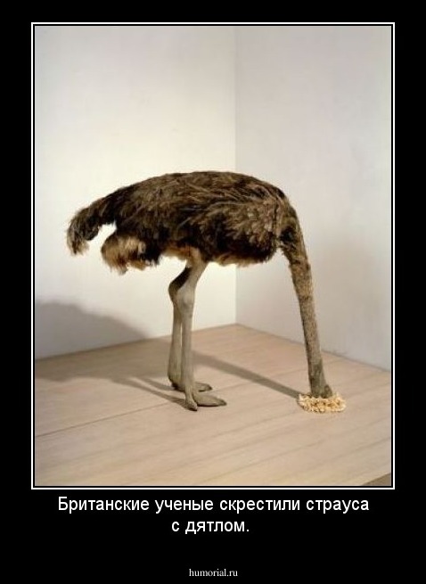 Британские ученые скрестили страуса с дятлом.