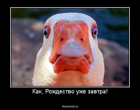 Как, Рождество уже завтра!
