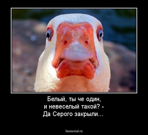 Белый, ты че один, и невеселый такой? - Да Серого закрыли...