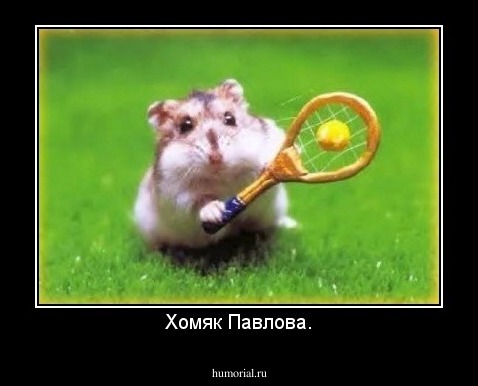 Хомяк Павлова.