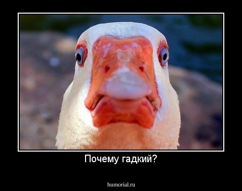 Почему гадкий?
