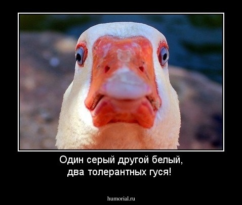 Один серый другой белый, два толерантных гуся!
