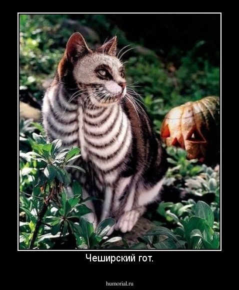 Чеширский гот.