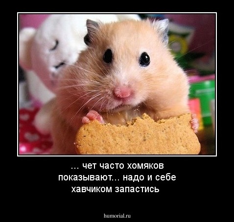 ... чет часто хомяков показывают... надо и себе хавчиком запастись