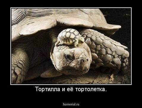 Тортилла и её тортолетка.