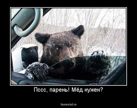 Пссс, парень! Мёд нужен?