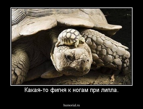 Какая-то фигня к ногам при липла.