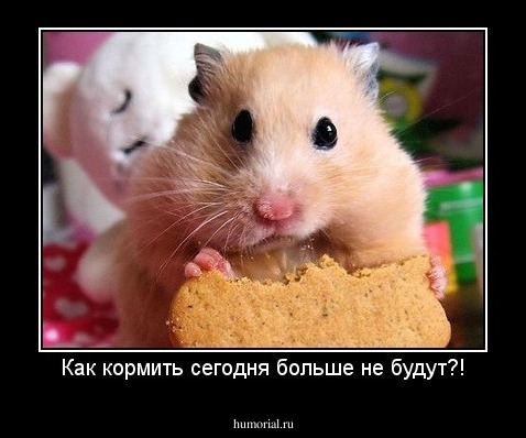 Как кормить сегодня больше не будут?!