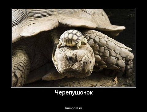 Черепушонок