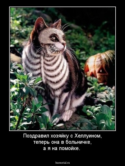 Поздравил хозяйку с Хеллуином, теперь она в больничке, а я нa помойке.