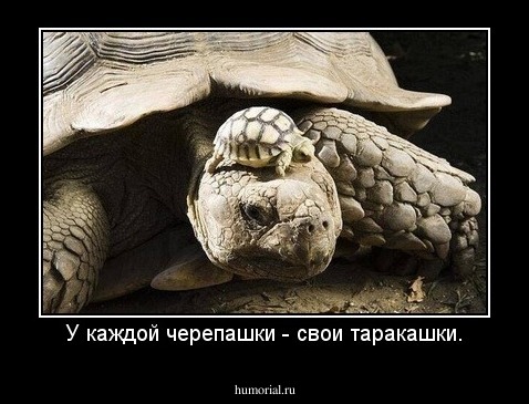 У каждой черепашки - свои таракашки.