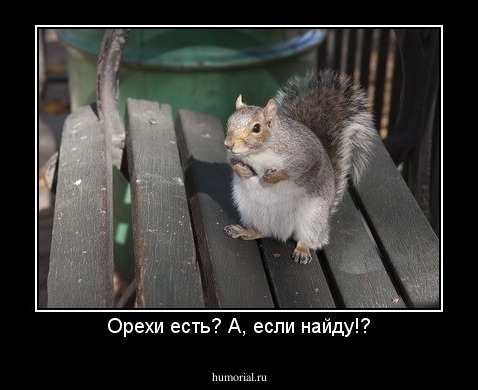 Орехи есть? А, если найду!?