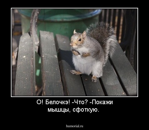 О! Белочкэ!
-Что?
-Покажи мышцы, сфоткую.