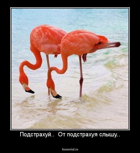 Подстрахуй..  От подстрахуя слышу..