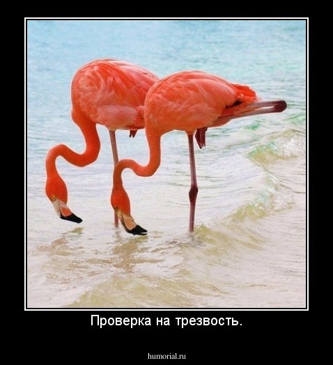 Проверка на трезвость.