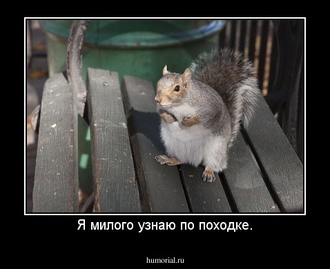 Я милого узнаю по походке.