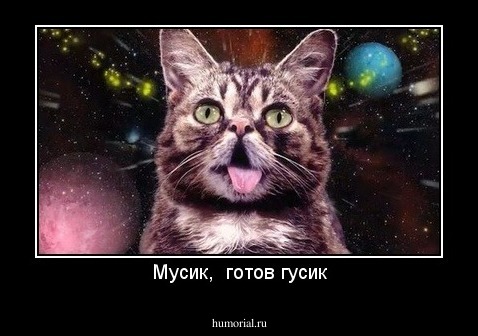 Мусик,  готов гусик