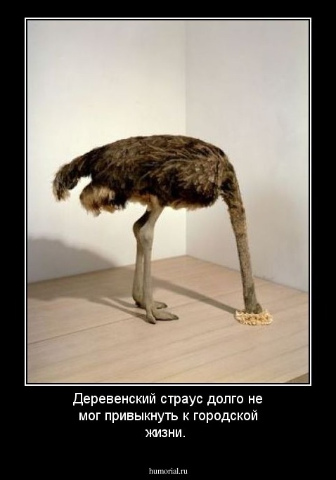 Деревенский страус долго не мог привыкнуть к городской жизни.