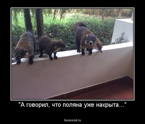 "А говорил, что поляна уже накрыта..."
