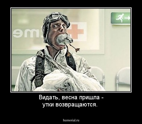 Видать, весна пришла - утки возвращаются.
