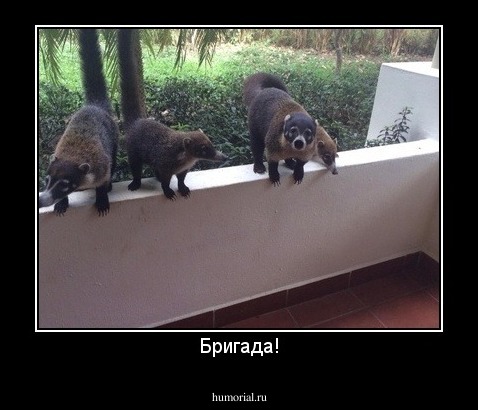 Бригада!