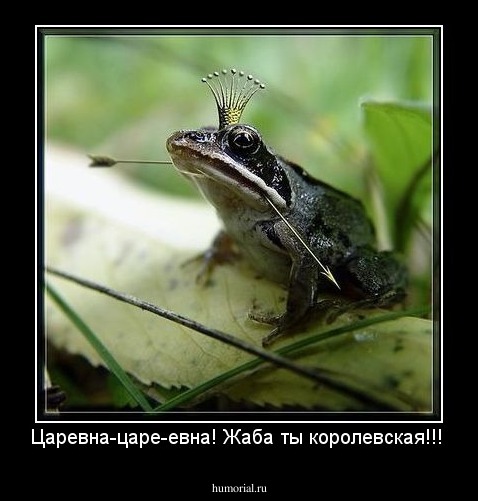Царевна-царе-евна! Жаба ты королевская!!!