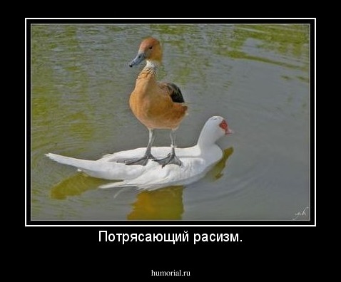 Потрясающий расизм.