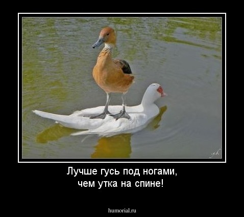 Лучше гусь под ногами, чем утка на спине!