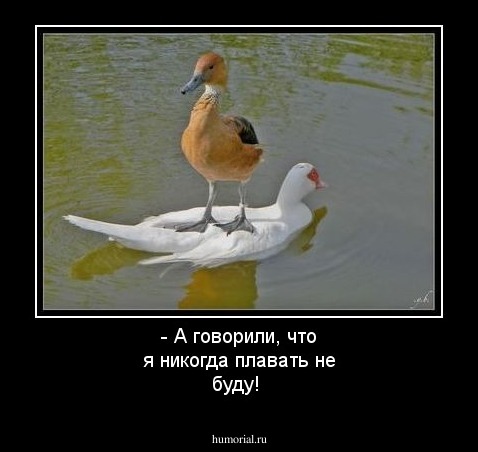 - А говорили, что я никогда плавать не буду!