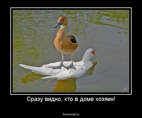 Сразу видно, кто в доме хозяин!
