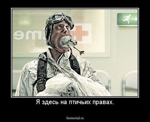 Я здесь на птичьих правах.