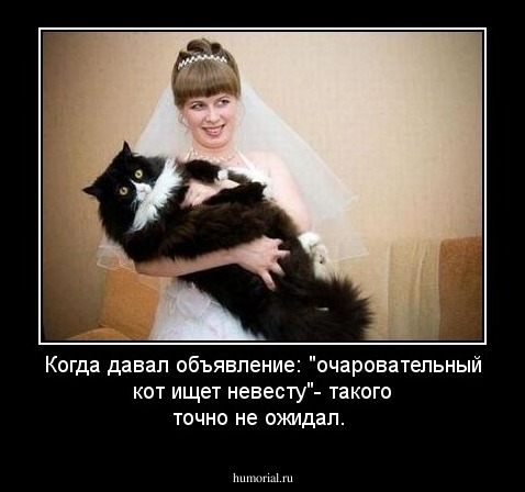 Когда давал объявление: "очаровательный кот ищет невесту"- такого точно не ожидал.