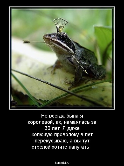 Не всегда была я королевой, ах, намаялась за 30 лет. Я даже колючую проволоку в лет перекусываю, а вы тут стрелой хотите напугать.