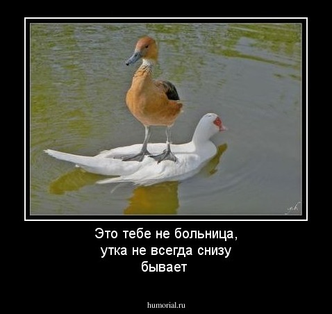 Это тебе не больница, утка не всегда снизу бывает