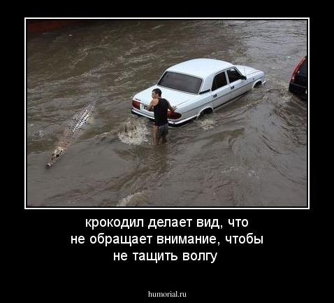 крокодил делает вид, что не обращает внимание, чтобы не тащить волгу