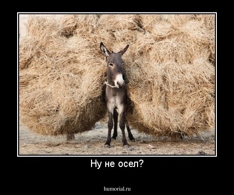 Ну не осел?