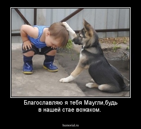 Благославляю я тебя Маугли,будь в нашей стае вожаком.
